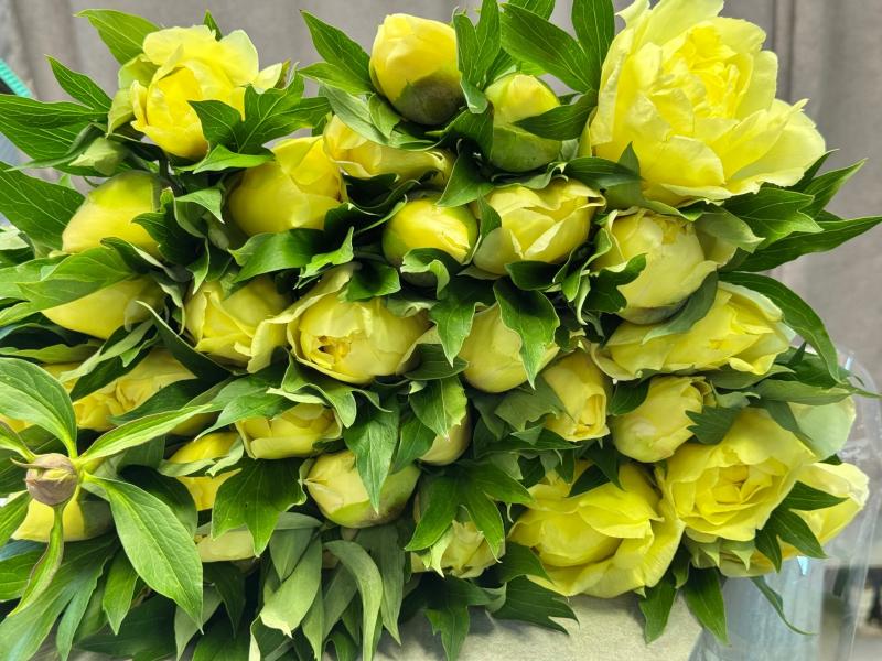 Желтые пионы Бартзелла