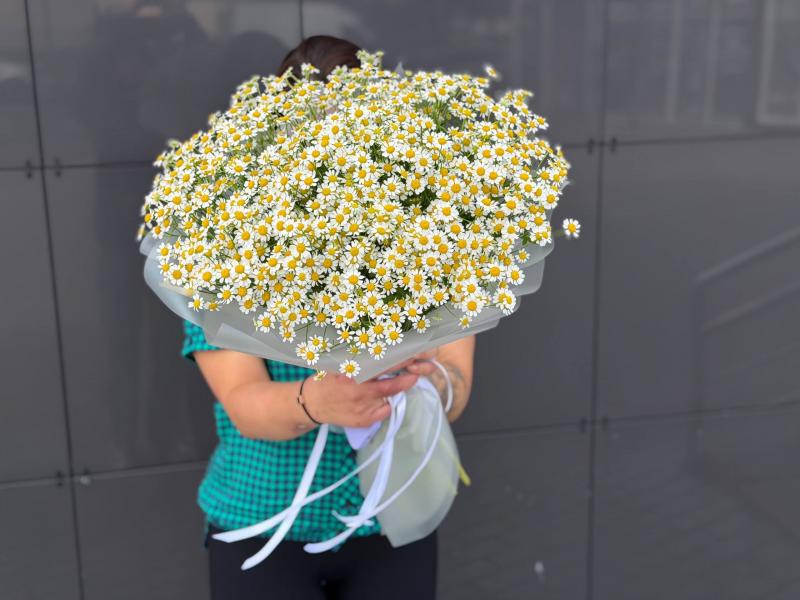 Букет ромашек полевой
