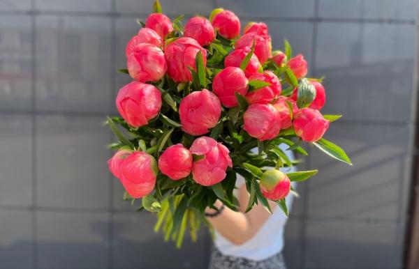 Букет коралловый пион 25 штук
